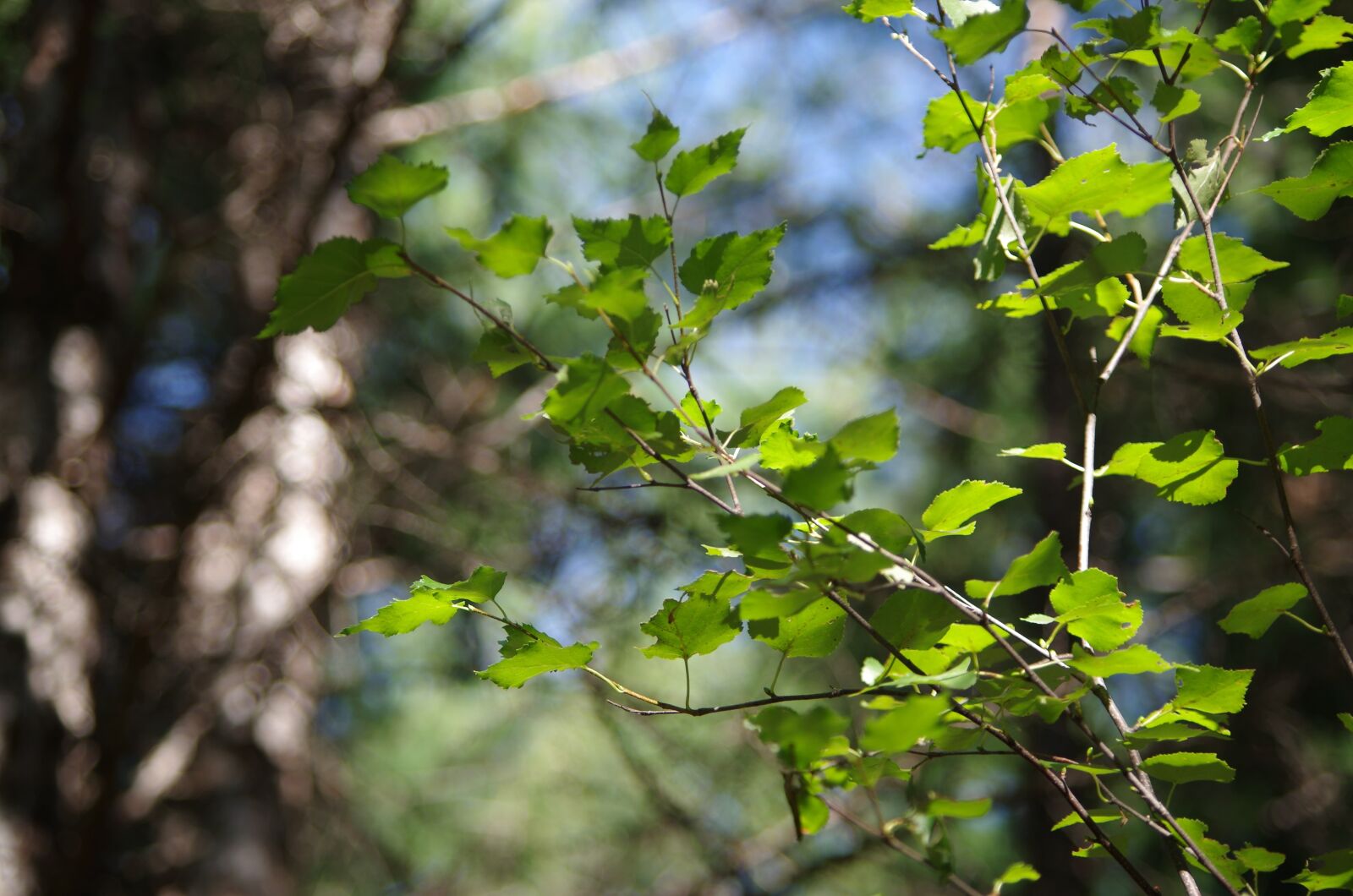 Pentax K-50 sample photo. Aershan, forest, woods photography