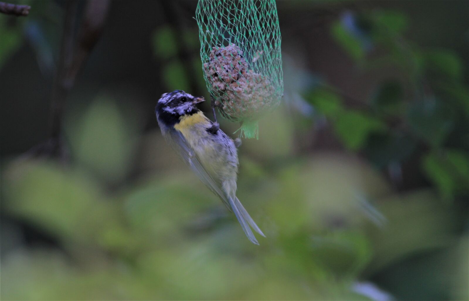 Tamron SP 150-600mm F5-6.3 Di VC USD sample photo. Blue tit, tit, songbird photography