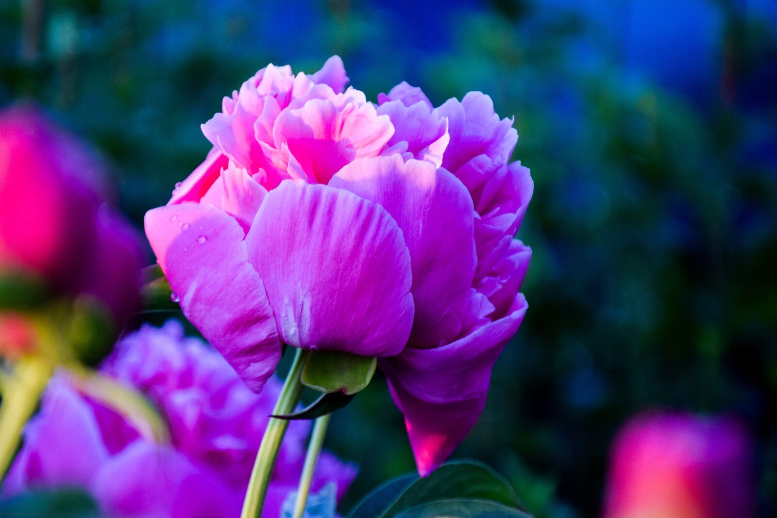 Nikon D3300 sample photo. Pion, flower, summer photography