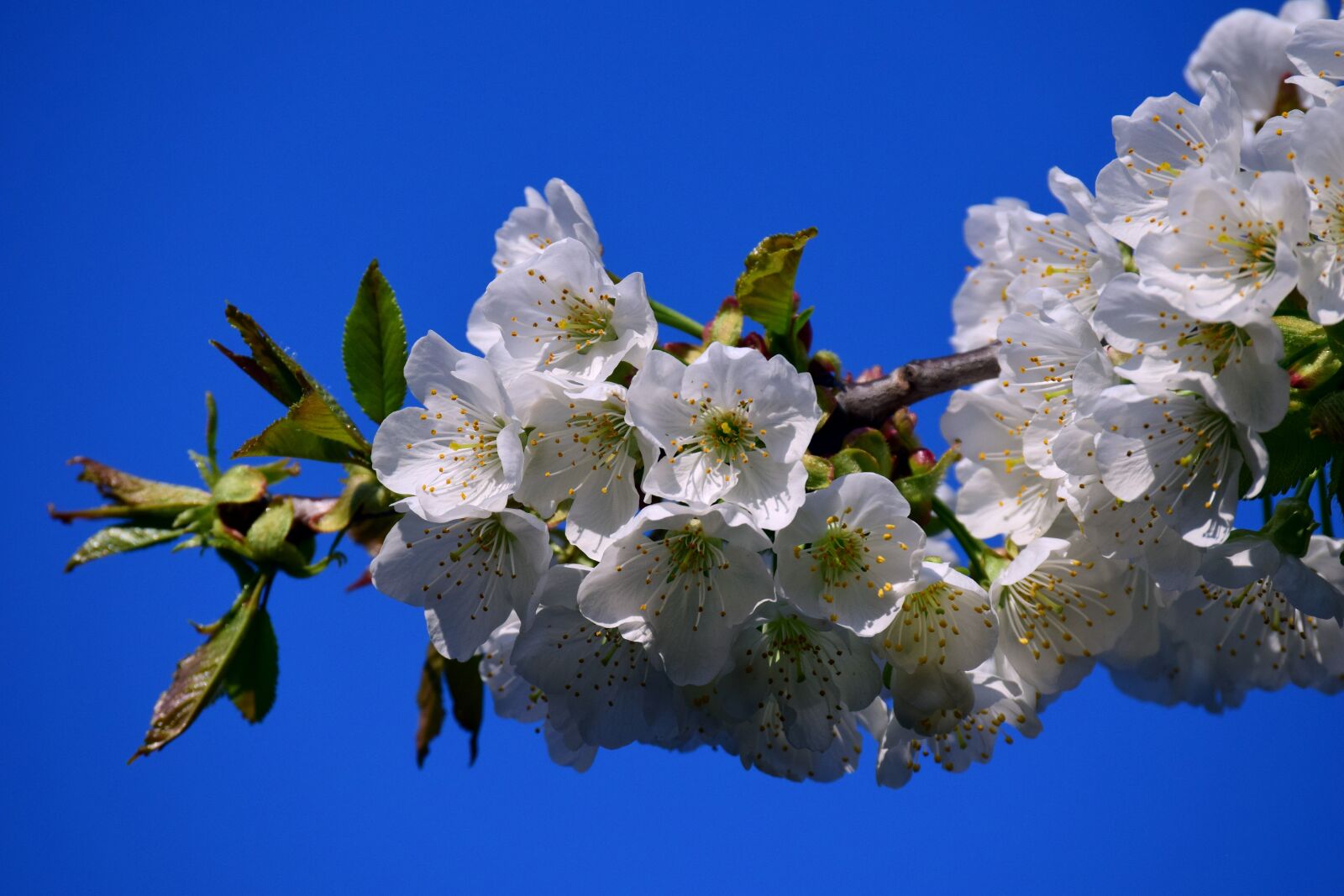 Nikon D3300 sample photo. Cherry blossoms, spring, sky photography