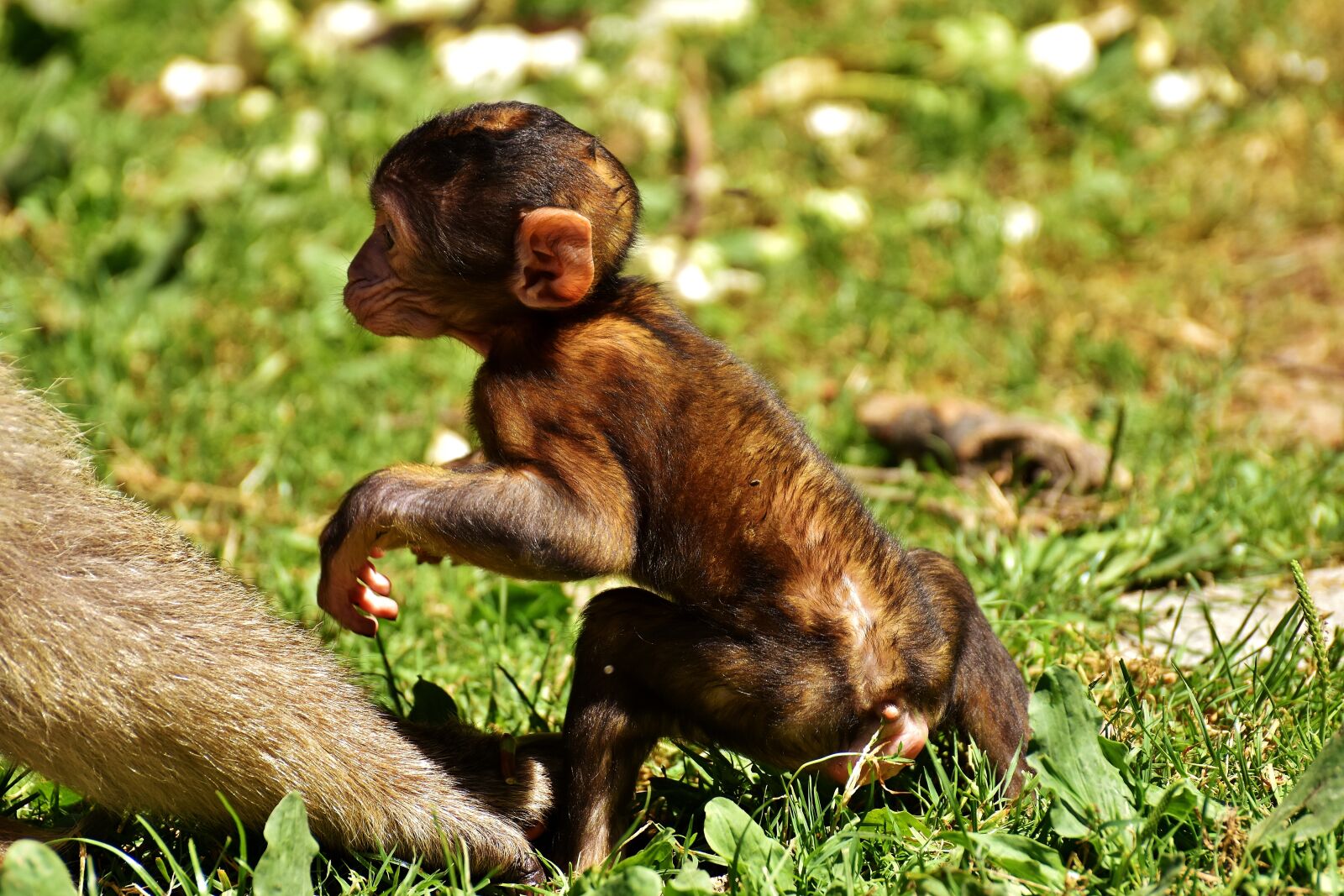 Nikon D7200 sample photo. Ape, baby monkey, barbary photography