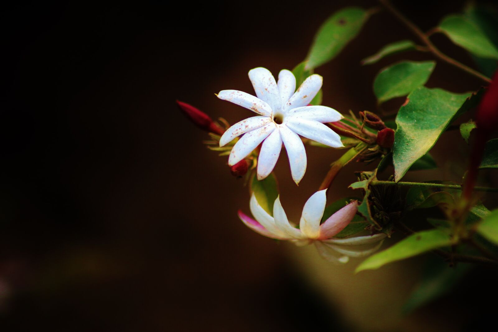 Canon EOS 700D (EOS Rebel T5i / EOS Kiss X7i) sample photo. Flower, white, white flower photography