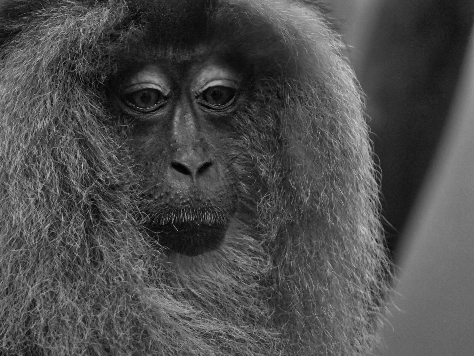 Panasonic Lumix DMC-FZ2500 (Lumix DMC-FZ2000) sample photo. Monkey, sad, view photography