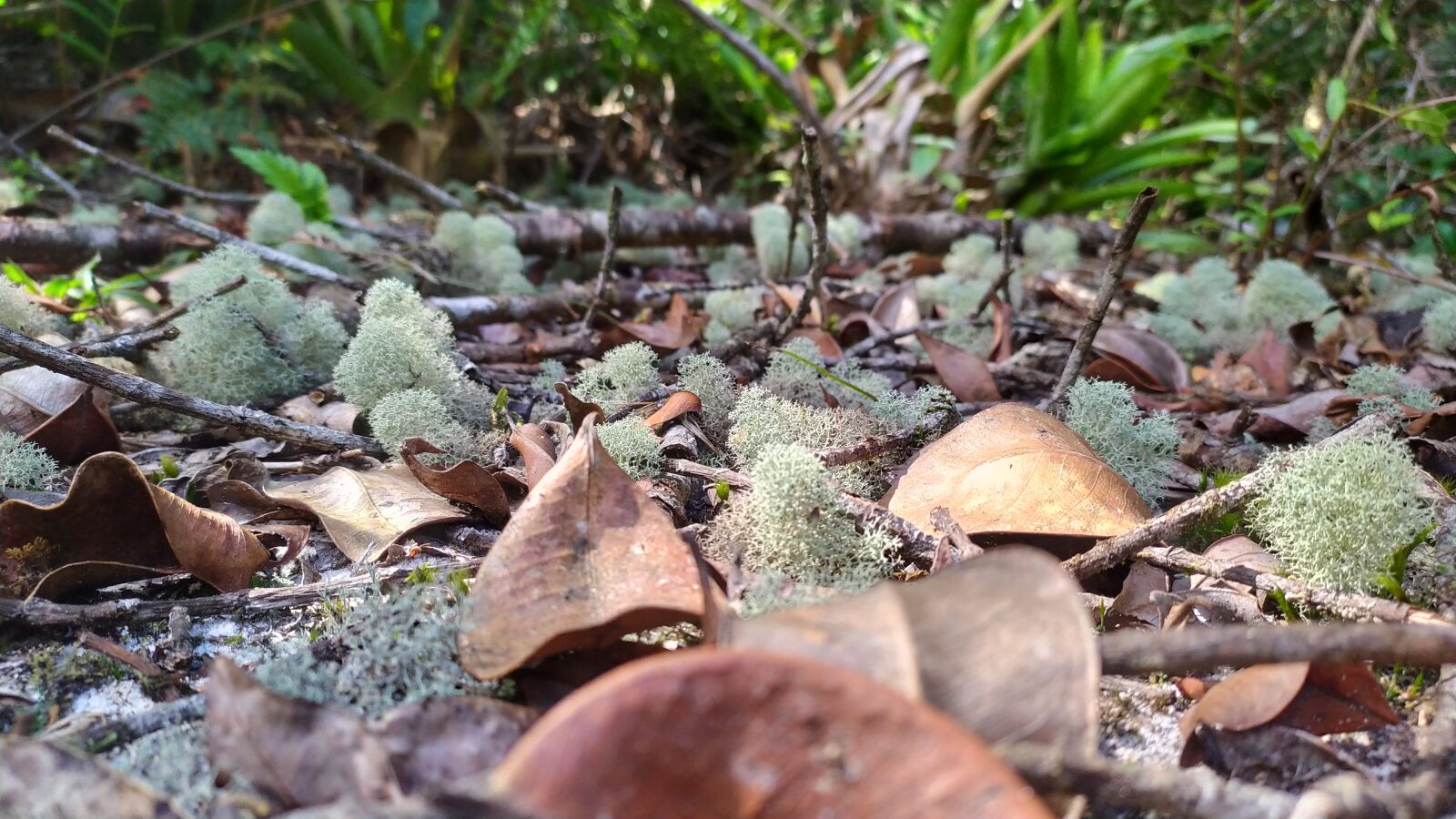 Xiaomi Redmi Note 7 sample photo. Natureza, folhas, floresta photography