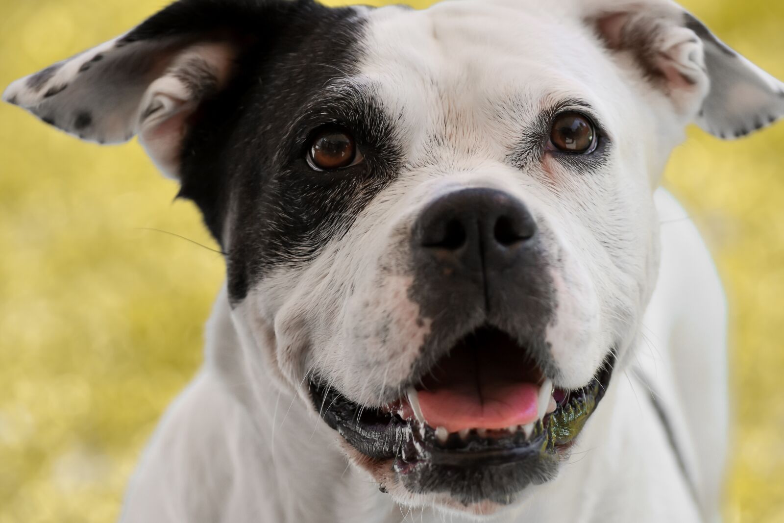 Nikon D7200 sample photo. Stafford mongrel, dog, black photography