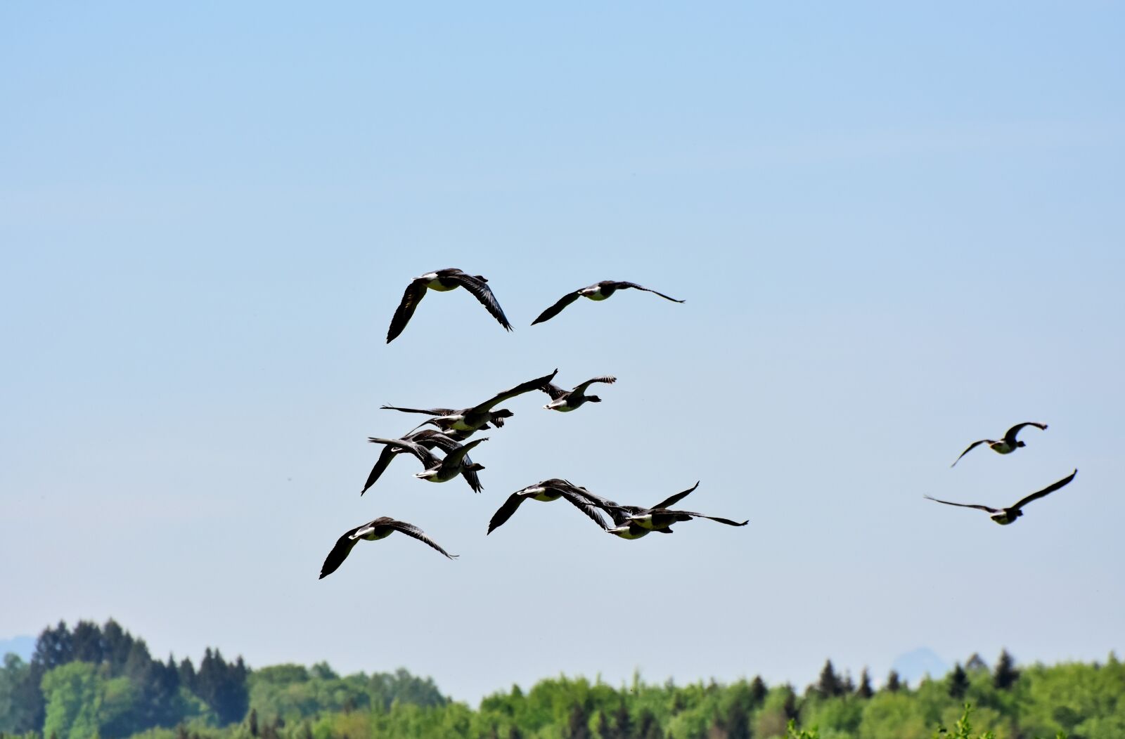 Nikon D7200 sample photo. Goose, birds, poultry photography