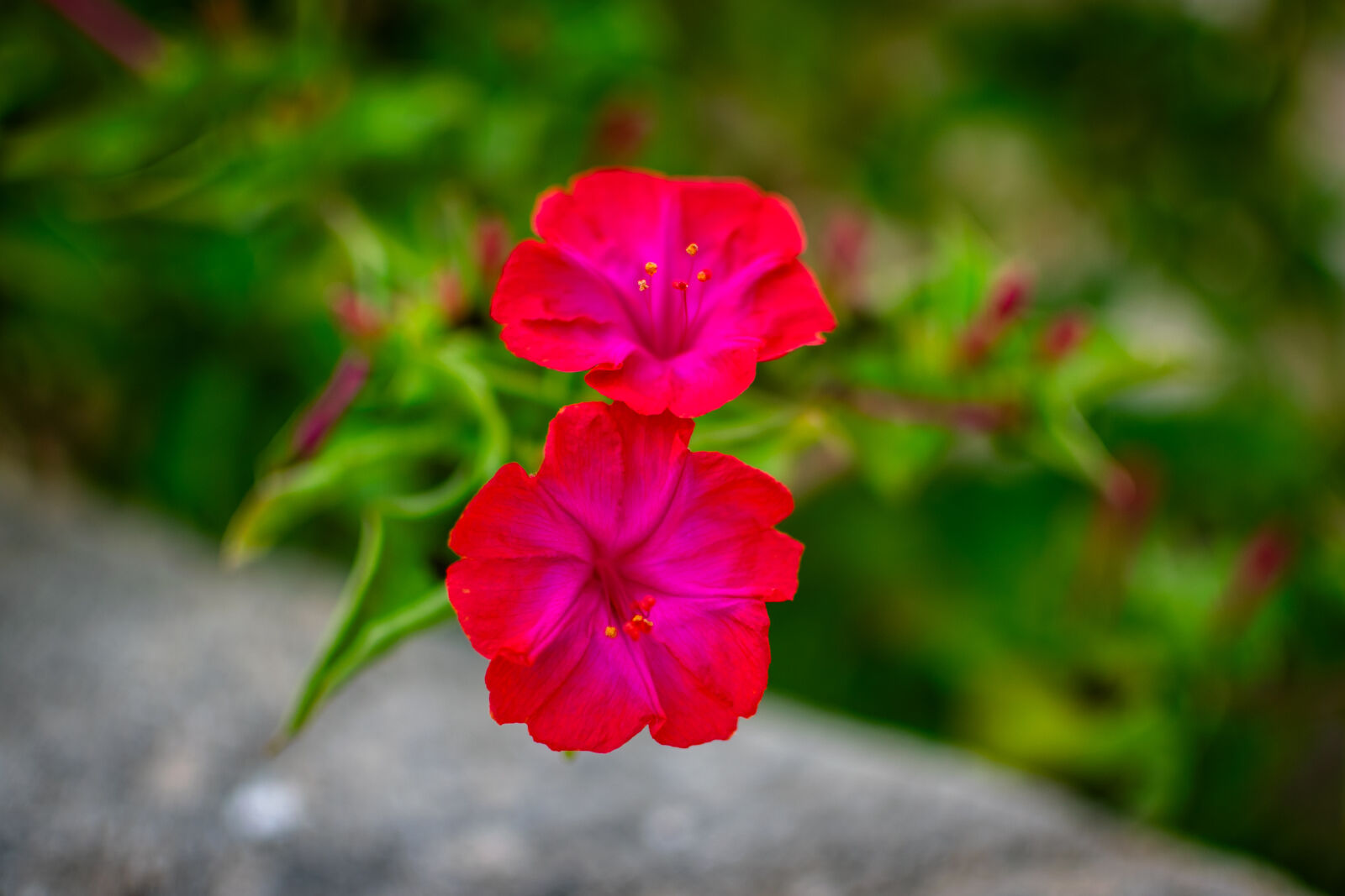 Nikon D3300 sample photo