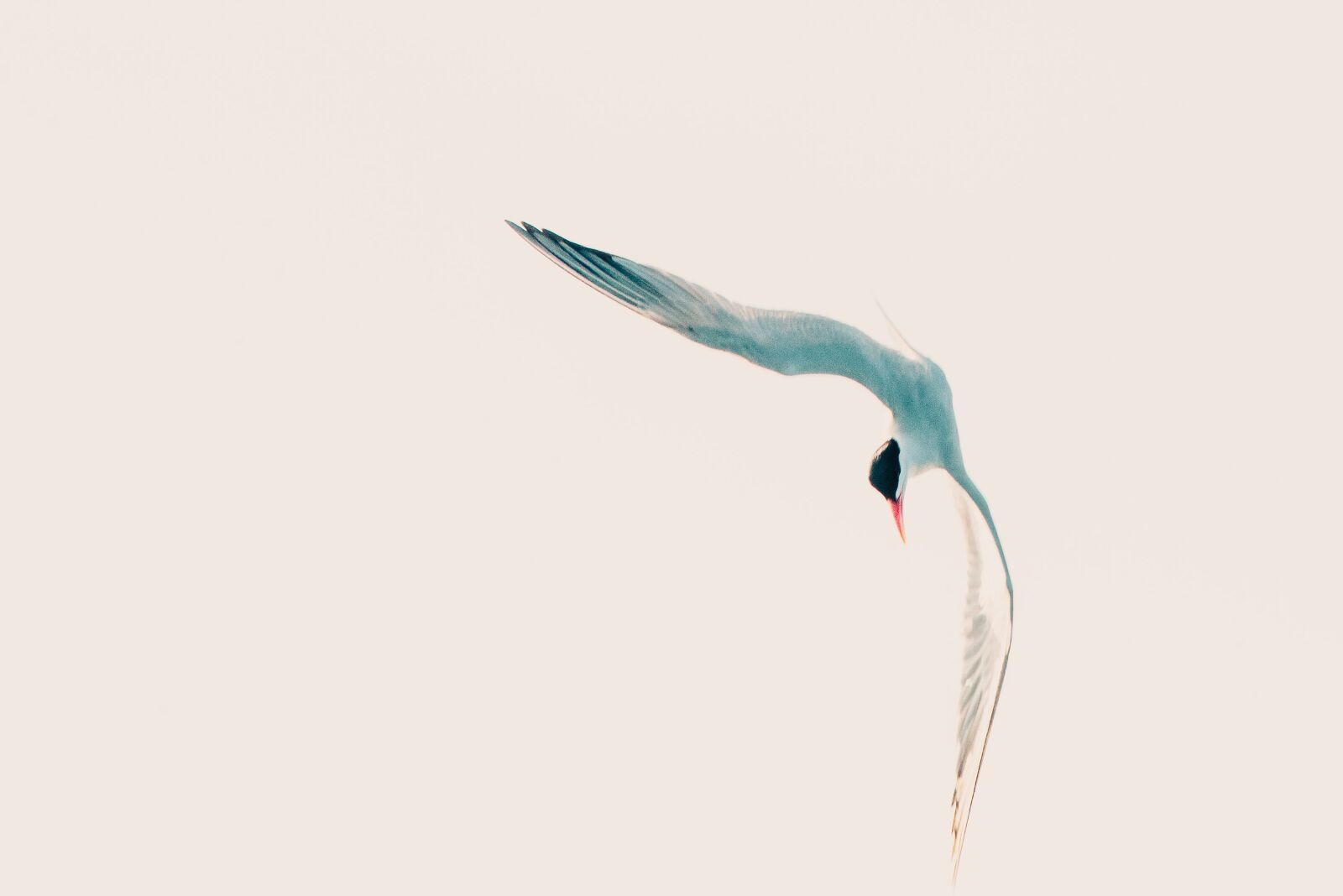 Nikon D610 sample photo. Bird, tern, dive photography