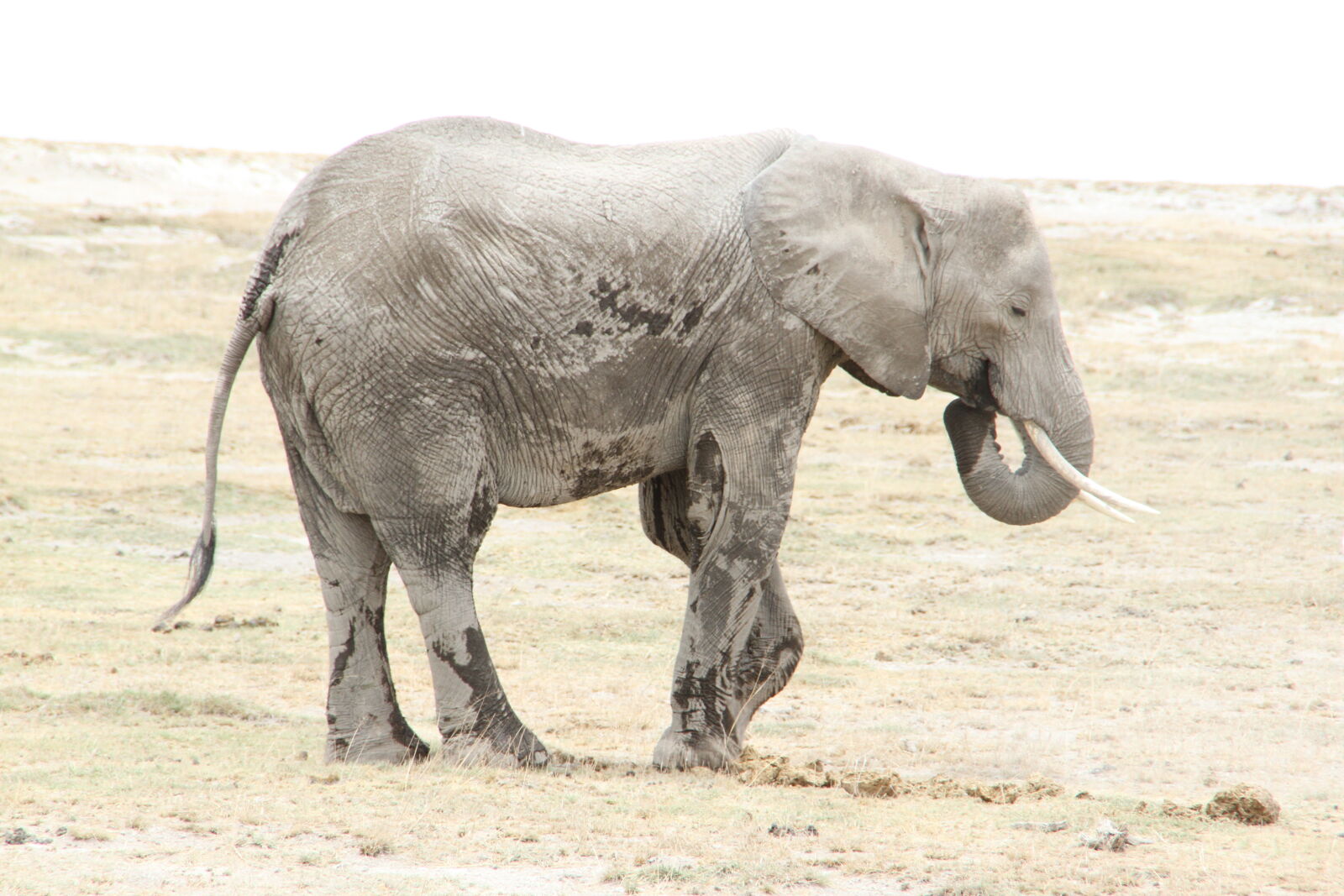 Tamron AF 18-200mm F3.5-6.3 XR Di II LD Aspherical (IF) Macro sample photo. Amboseli, national, park, elephants photography