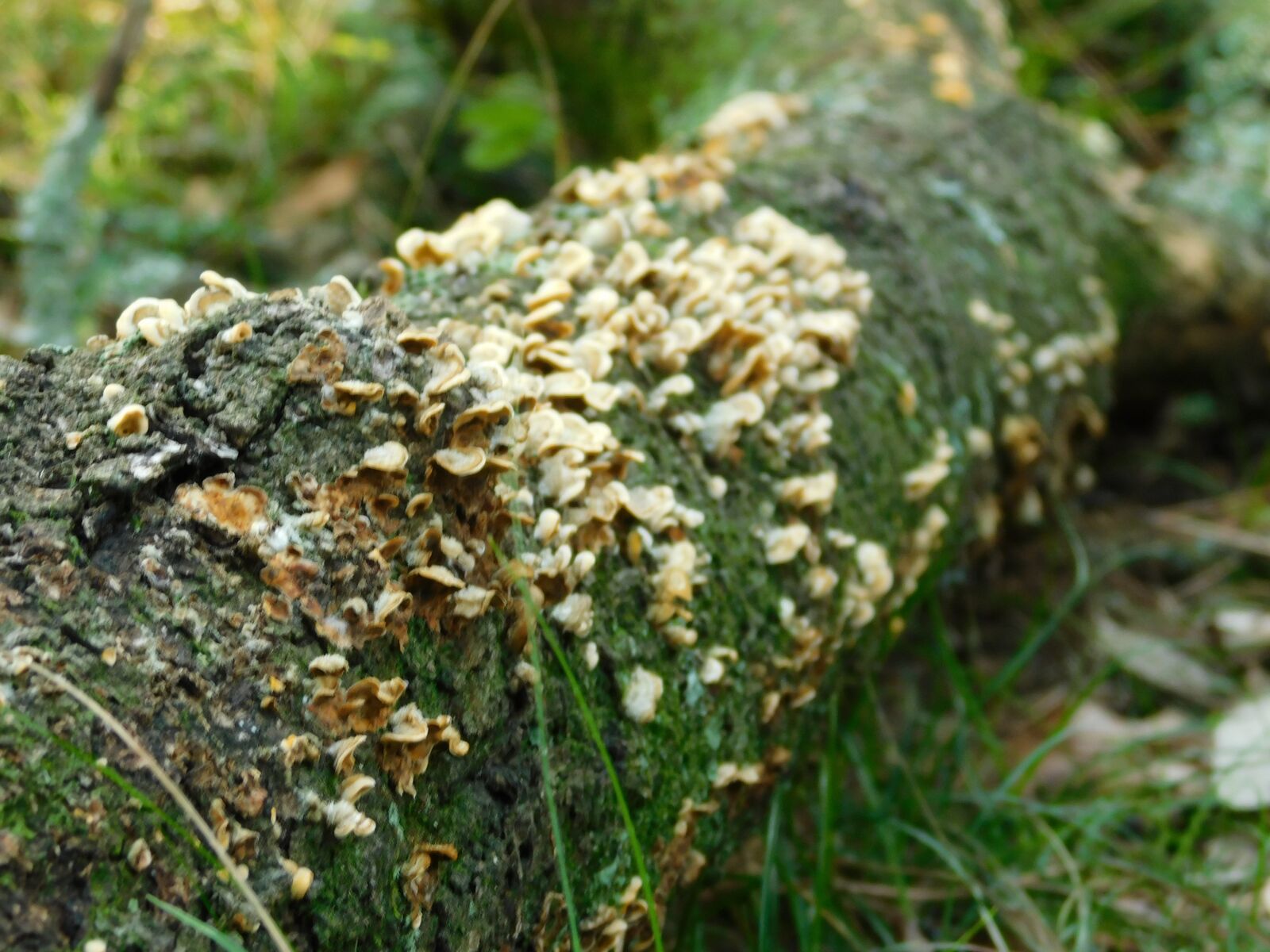 Nikon Coolpix B500 sample photo. Forest, mushrooms, autumn photography