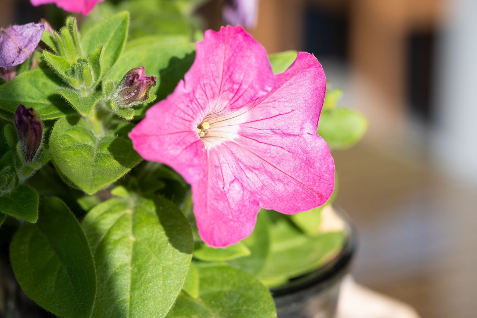 Nikon D750 sample photo. Flower, pink, blossom photography