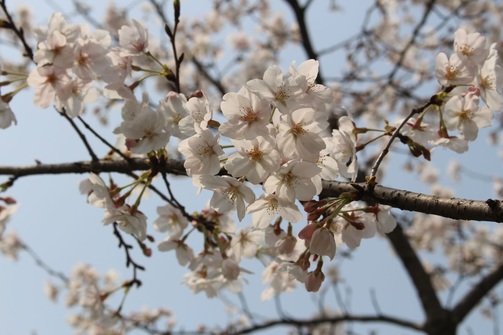 Canon EOS 700D (EOS Rebel T5i / EOS Kiss X7i) sample photo. Cherry blossom, tree, spring photography
