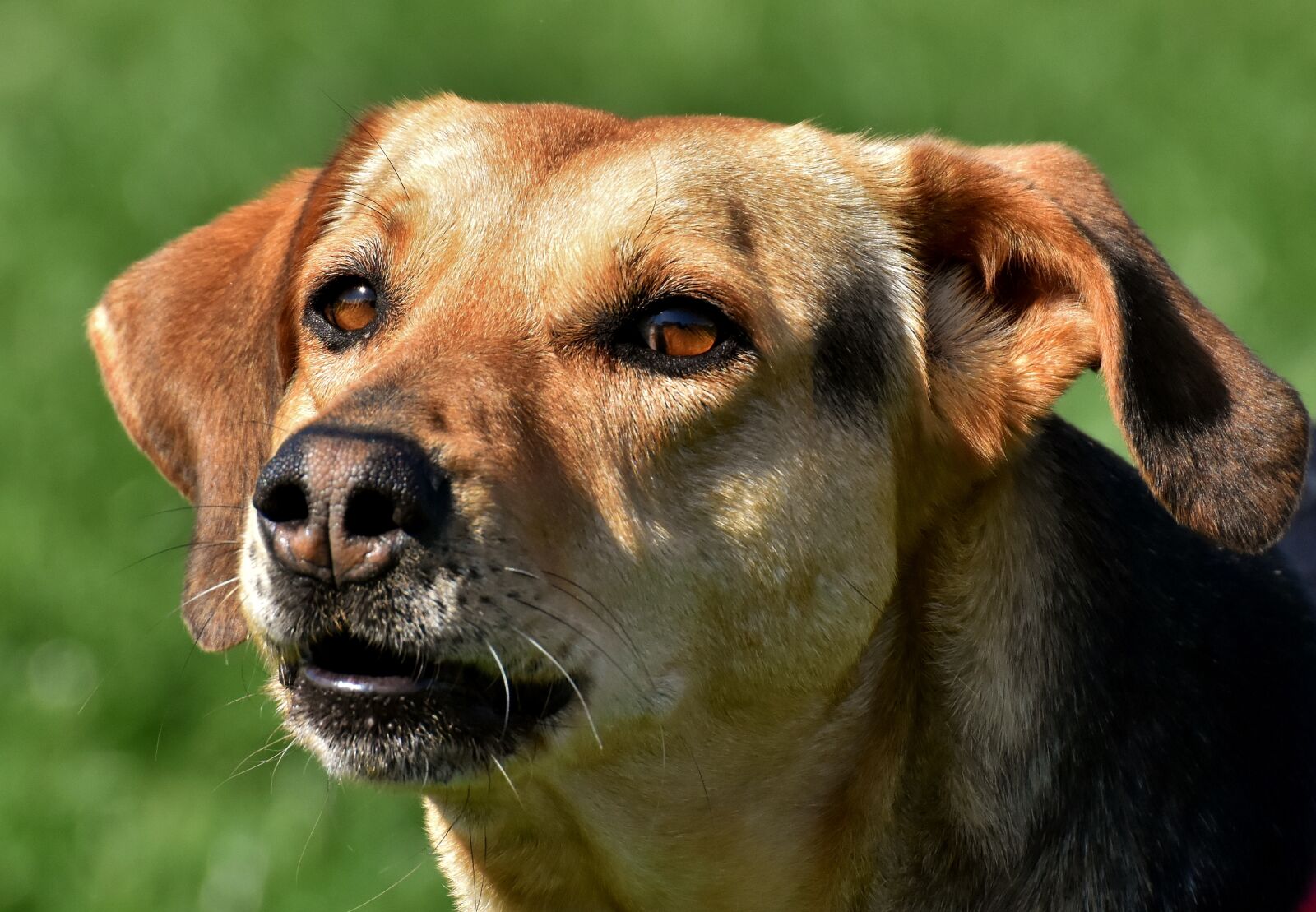 Nikon D7200 sample photo. Dog, animal, pet photography