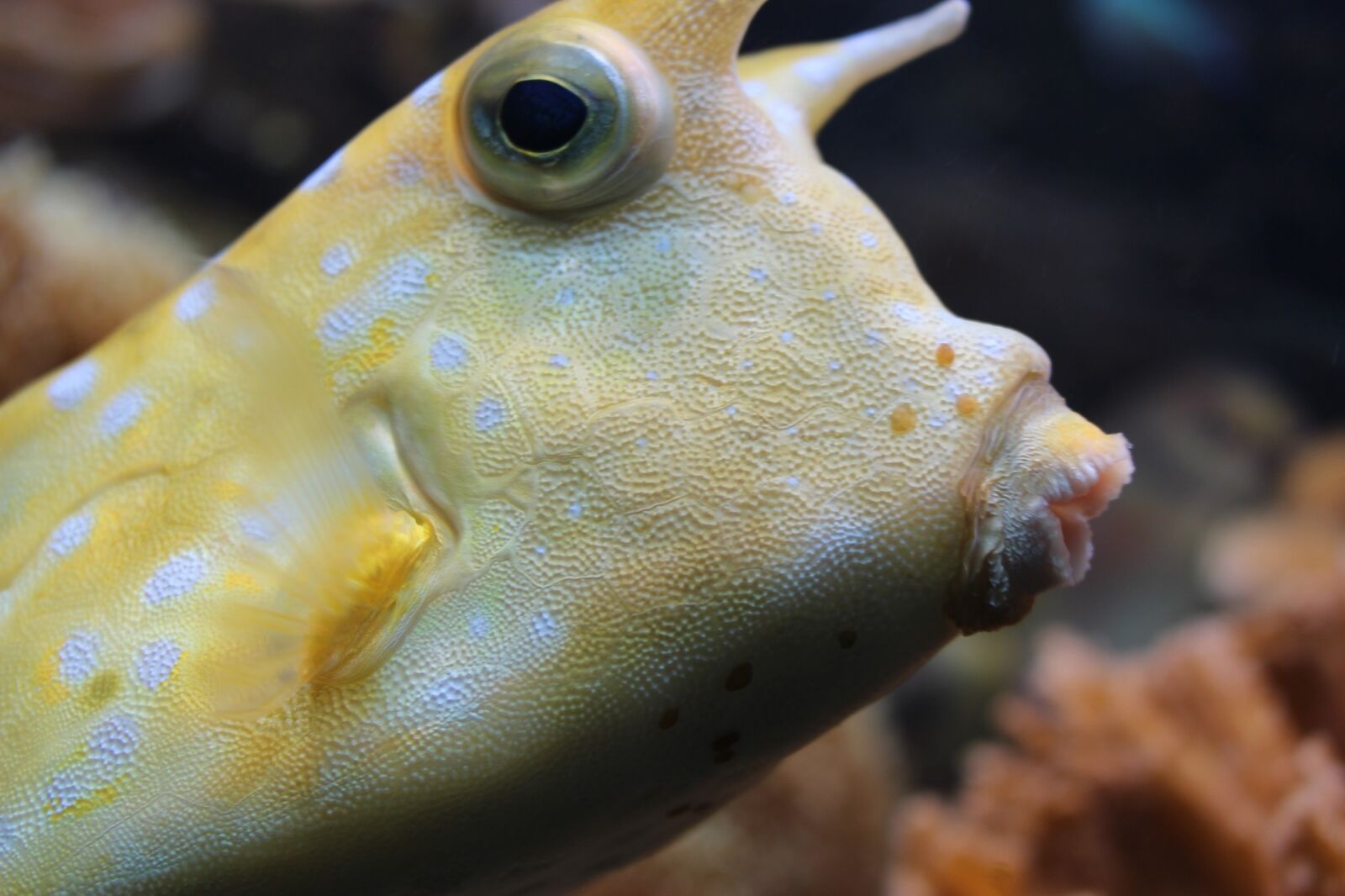 Canon EOS 100D (EOS Rebel SL1 / EOS Kiss X7) sample photo. Longhorn cowfish, reef fish photography