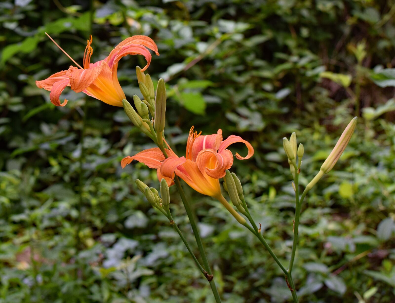 Nikon D3300 sample photo. Daylilies with buds, lily photography