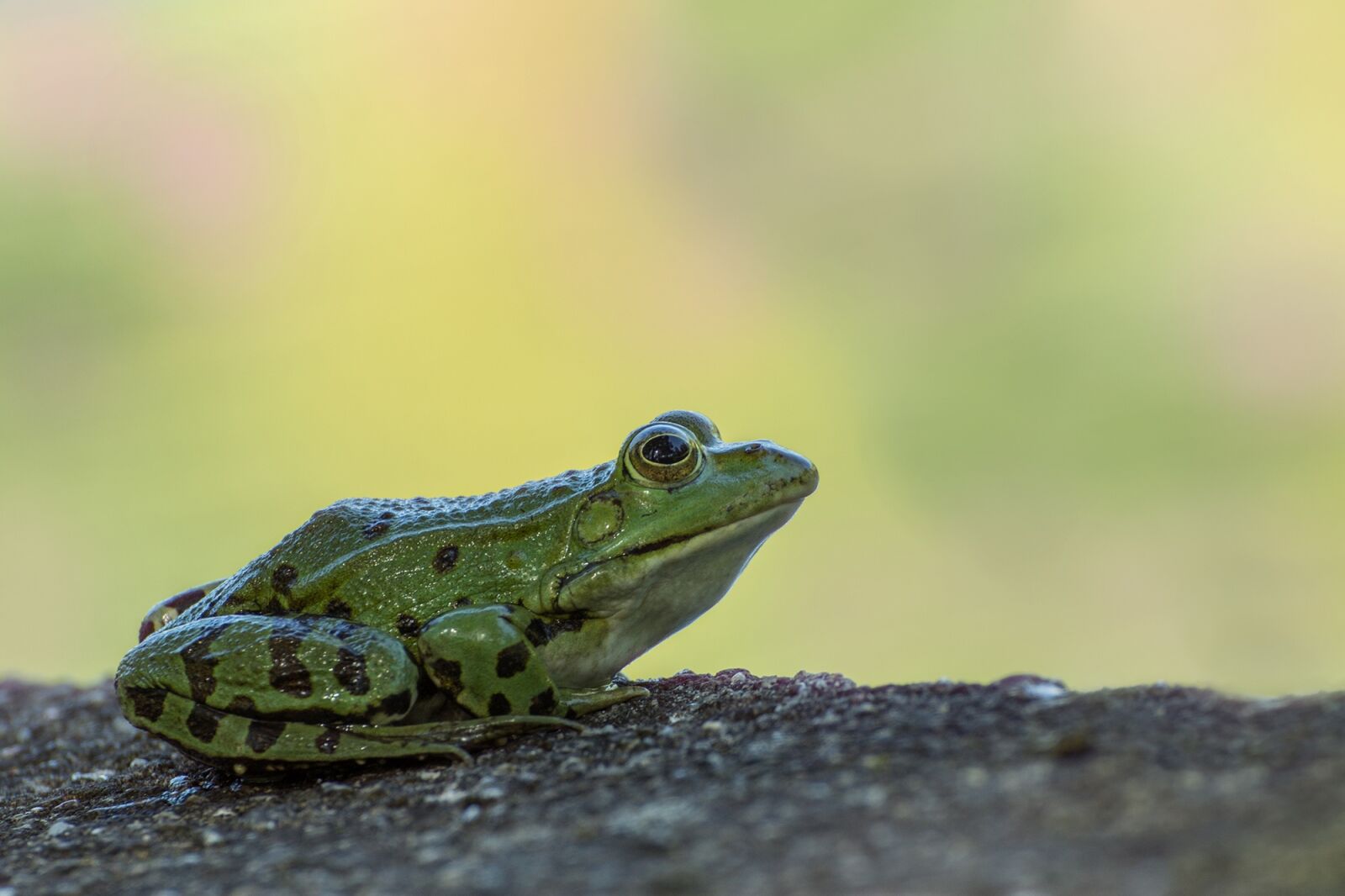 Sony SLT-A77 sample photo. Frog, pond, garden pond photography