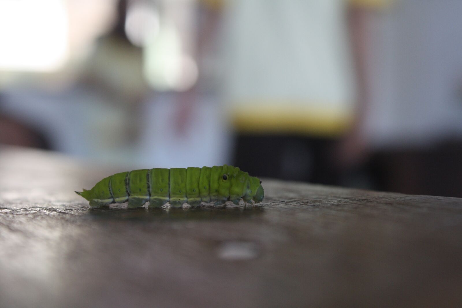 Canon EOS 1000D (EOS Digital Rebel XS / EOS Kiss F) sample photo. Caterpillar, leaf, green photography