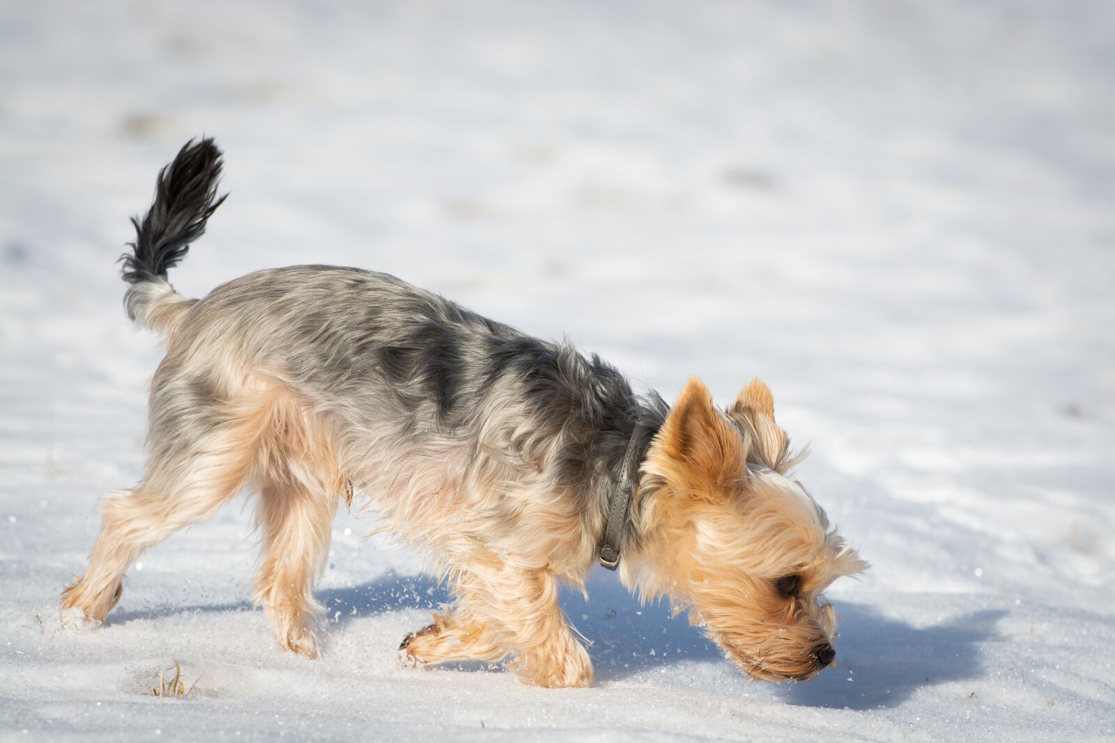 Nikon D7100 sample photo. Dog, yorkie, winter photography