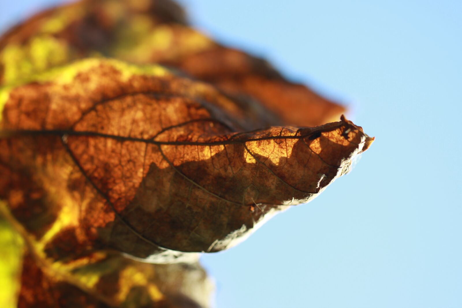 Canon EOS 50D sample photo. Leaves, old, faded photography