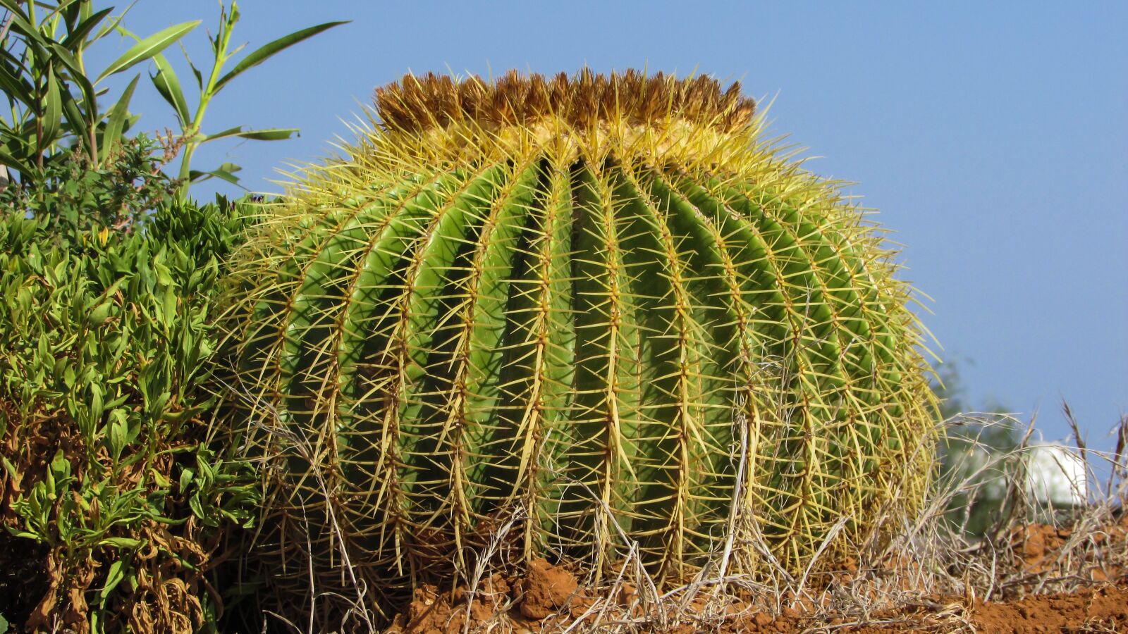 Canon PowerShot SX400 IS sample photo. Cactus, plant, nature photography