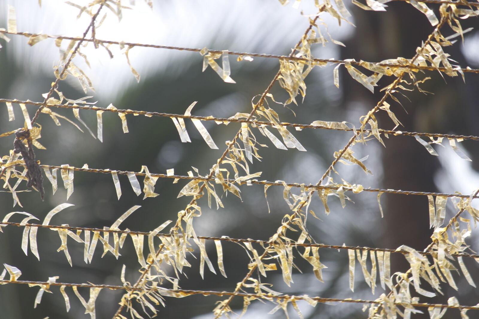 Canon EOS 700D (EOS Rebel T5i / EOS Kiss X7i) sample photo. Outdoors, winter, flora photography