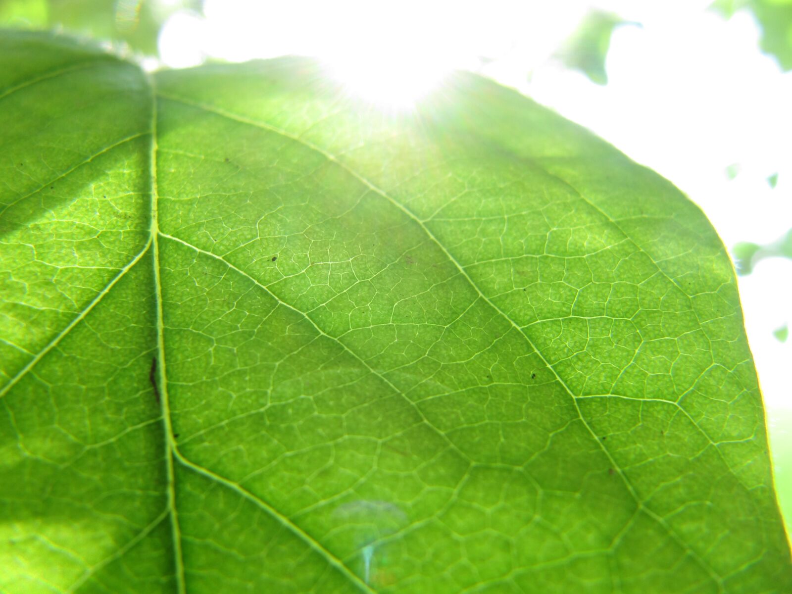 Canon PowerShot SX200 IS sample photo. Leaf, green, nature photography