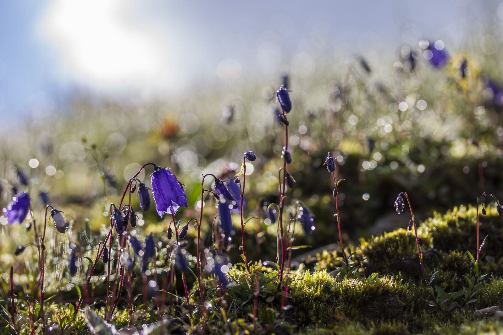 Canon EF-S 60mm F2.8 Macro USM sample photo. Bellflower, alps, meadow photography