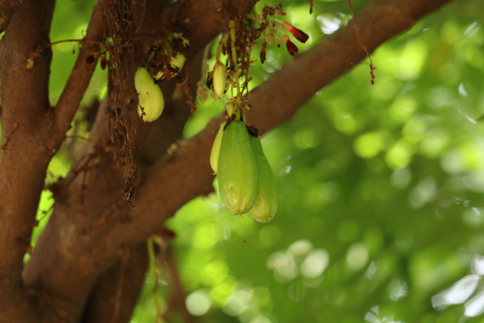 Canon EOS 250D (EOS Rebel SL3 / EOS Kiss X10 / EOS 200D II) sample photo. Bilimbi, fruit, kerala photography