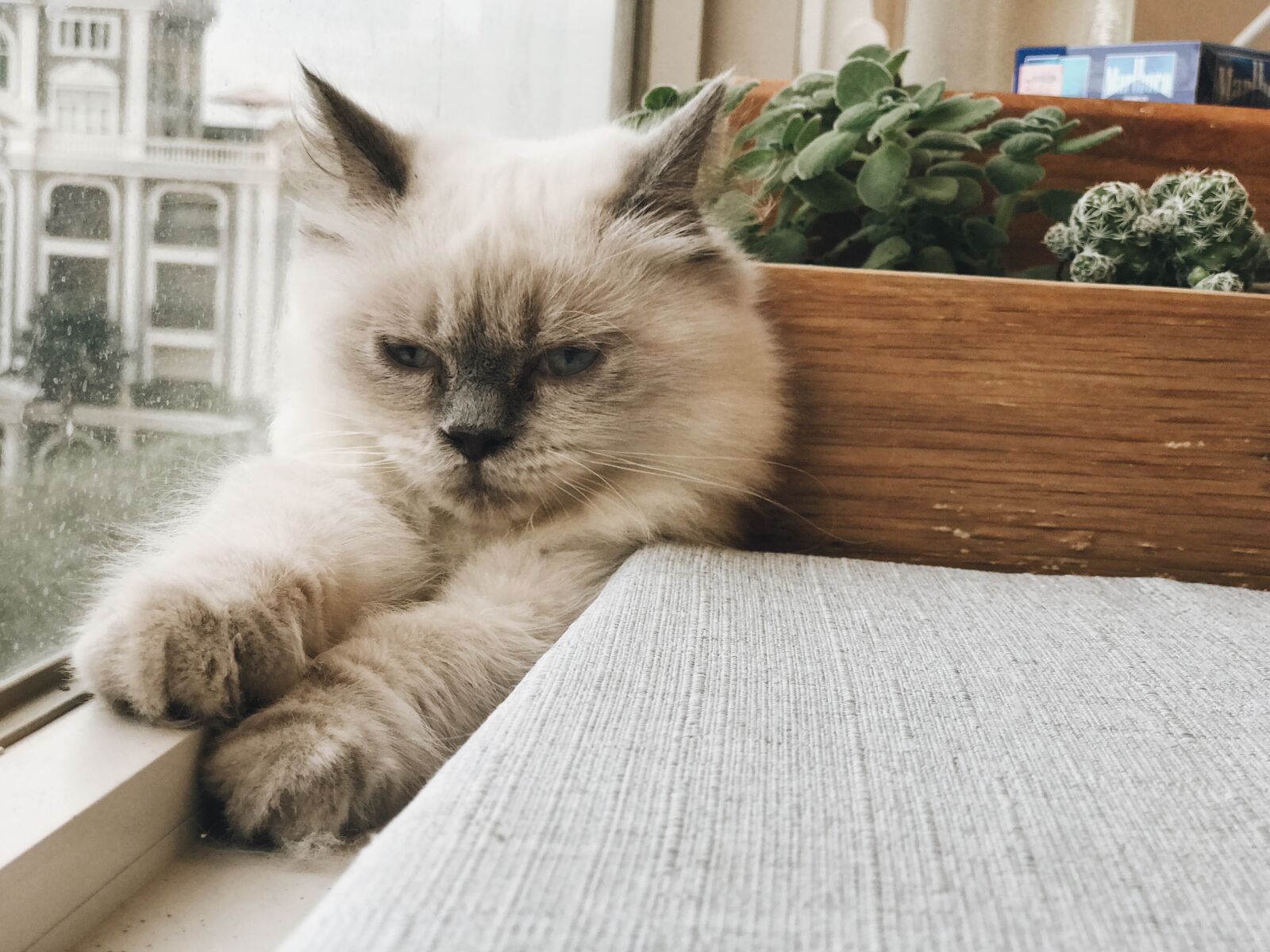 iPhone 7 Plus back dual camera 6.6mm f/2.8 sample photo. Adorable, animal, cat, cute photography