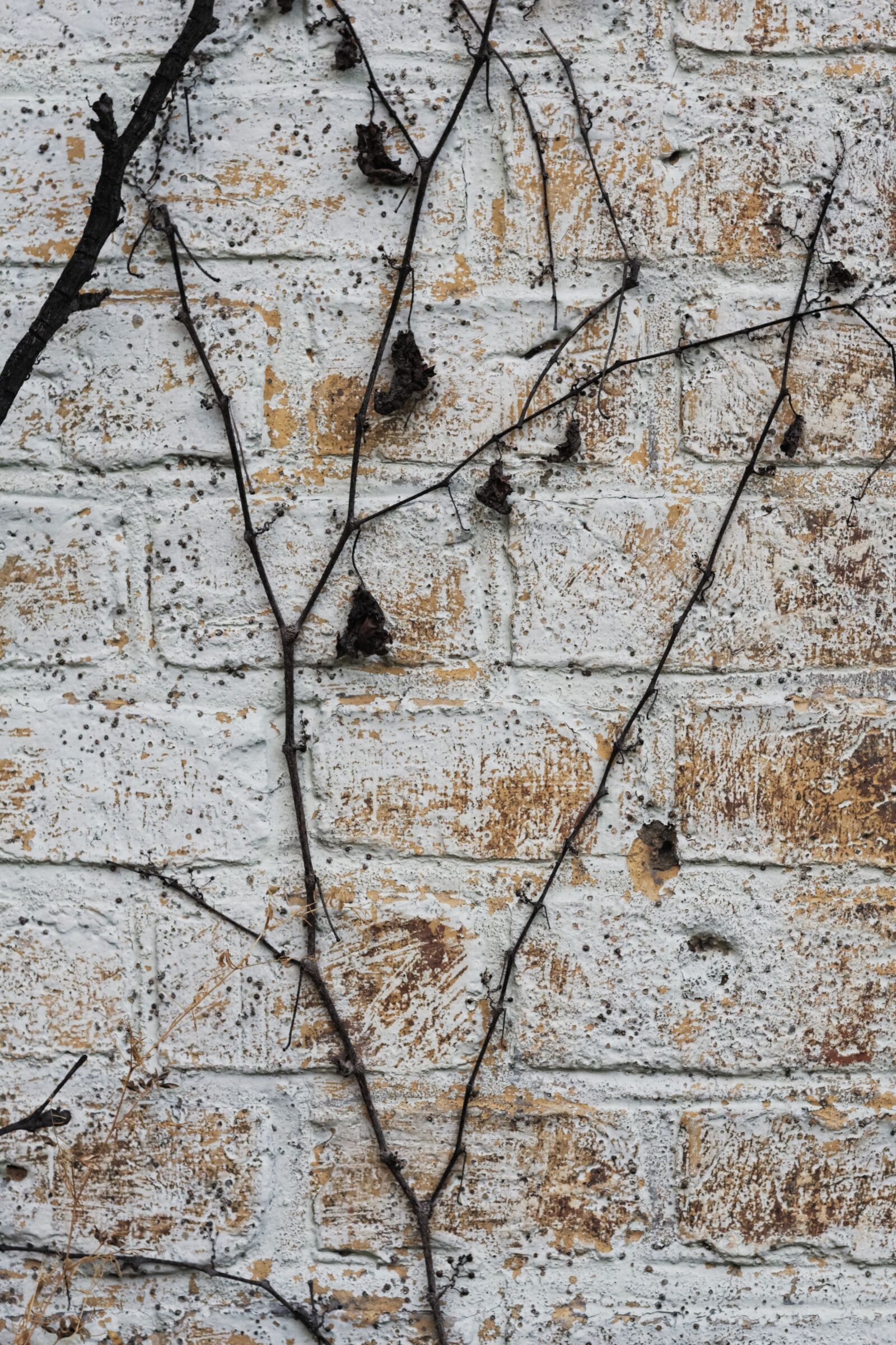 Canon EOS 400D (EOS Digital Rebel XTi / EOS Kiss Digital X) sample photo. Bricks, wall, vines photography