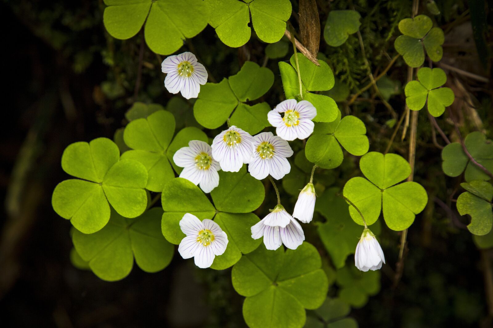 Canon EOS 6D Mark II sample photo. Klee, sorrel, common wood photography
