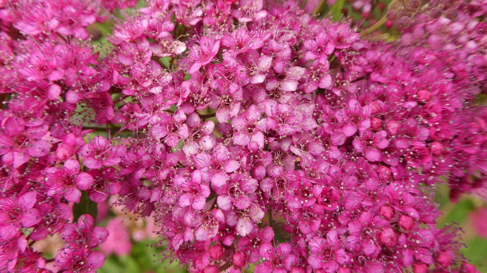 Panasonic DMC-TZ81 sample photo. Pink flowers, bush, spring photography