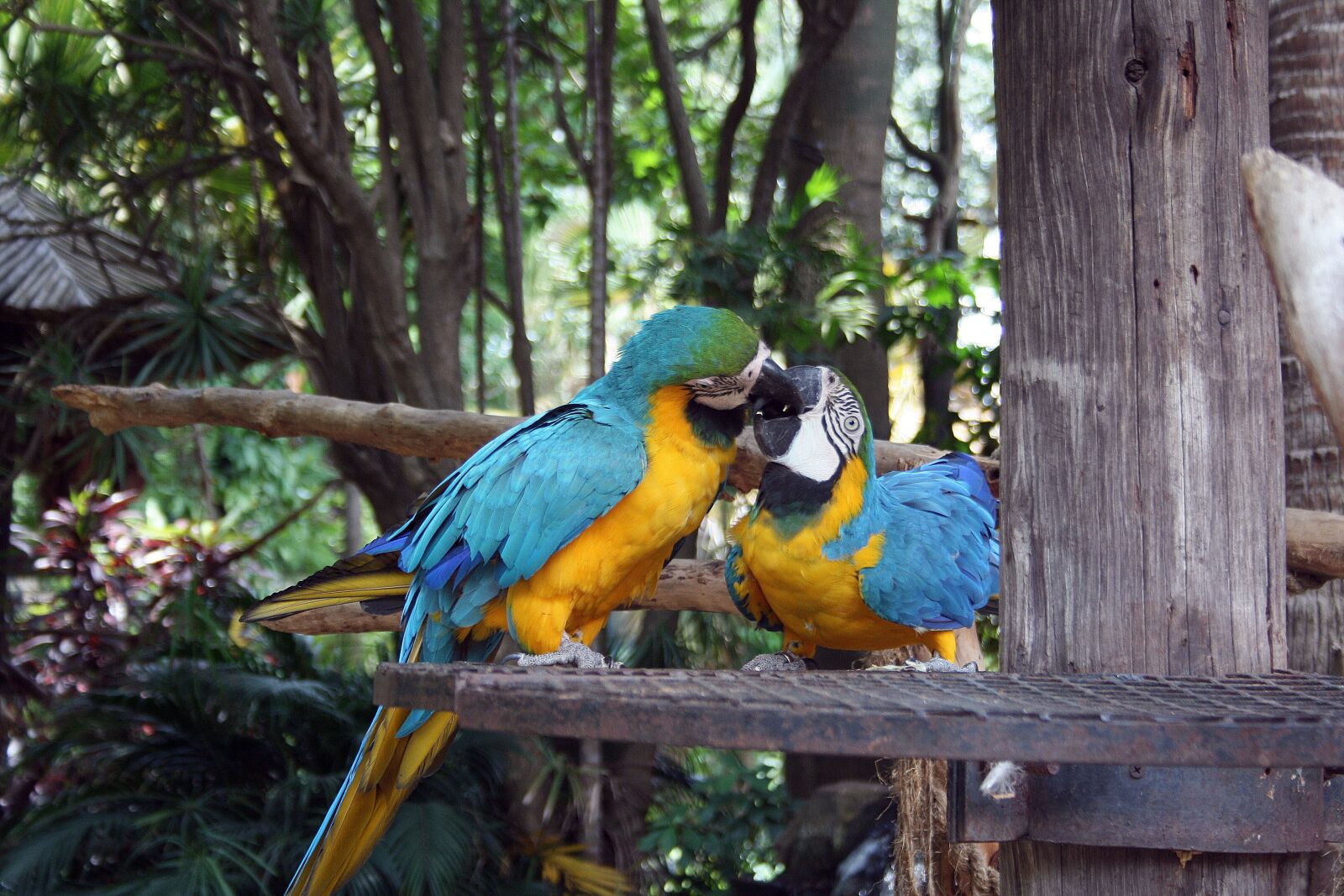 Canon EOS 400D (EOS Digital Rebel XTi / EOS Kiss Digital X) sample photo. Macaw parrots, birds, parrots photography