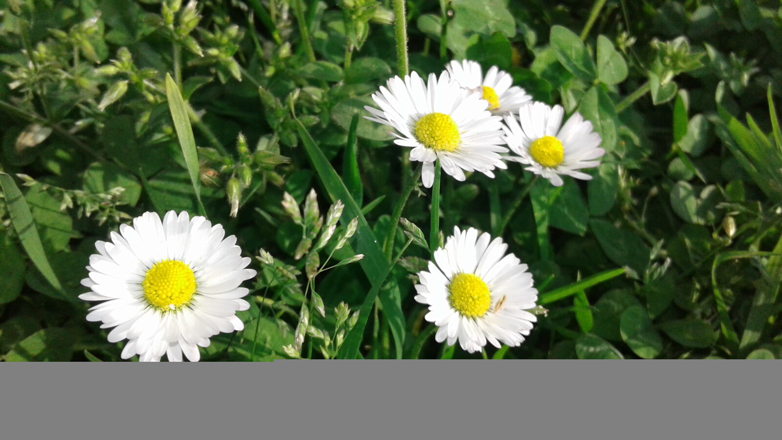 Samsung Galaxy J2 sample photo