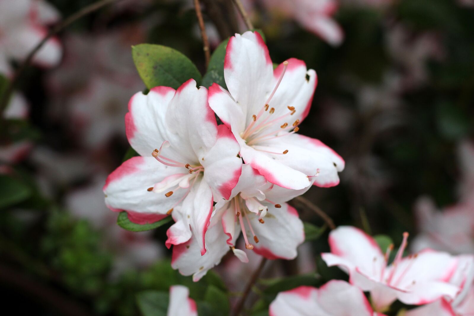 Canon EOS 600D (Rebel EOS T3i / EOS Kiss X5) + Canon EF 50mm F1.8 STM sample photo. Flower, plant, nature photography