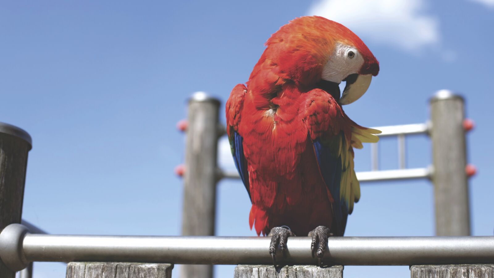 Canon EOS 6D + Canon EF 50mm F1.4 USM sample photo. Animal, bird, colorful photography