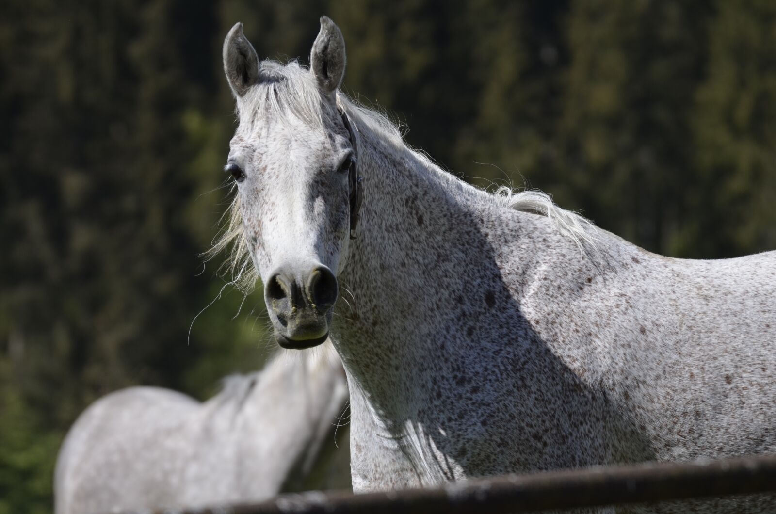 Nikon D5100 sample photo. Mold, mare, main and photography