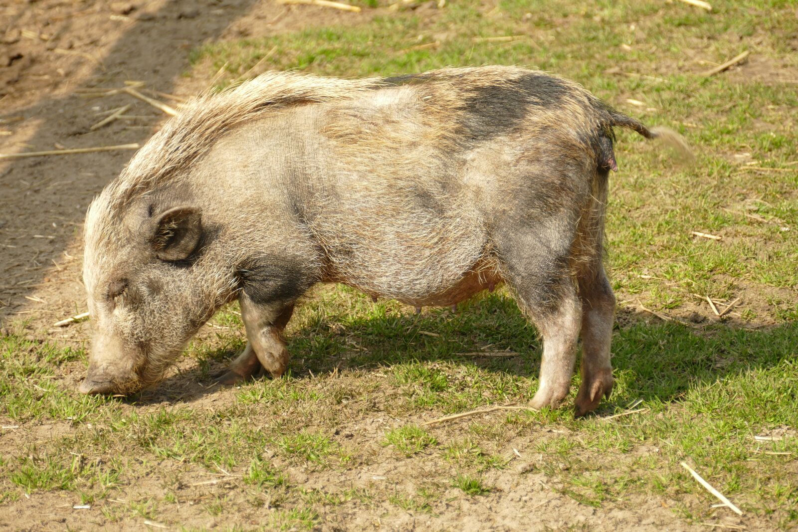 Panasonic Lumix DMC-FZ1000 sample photo. Big, pig, hog photography