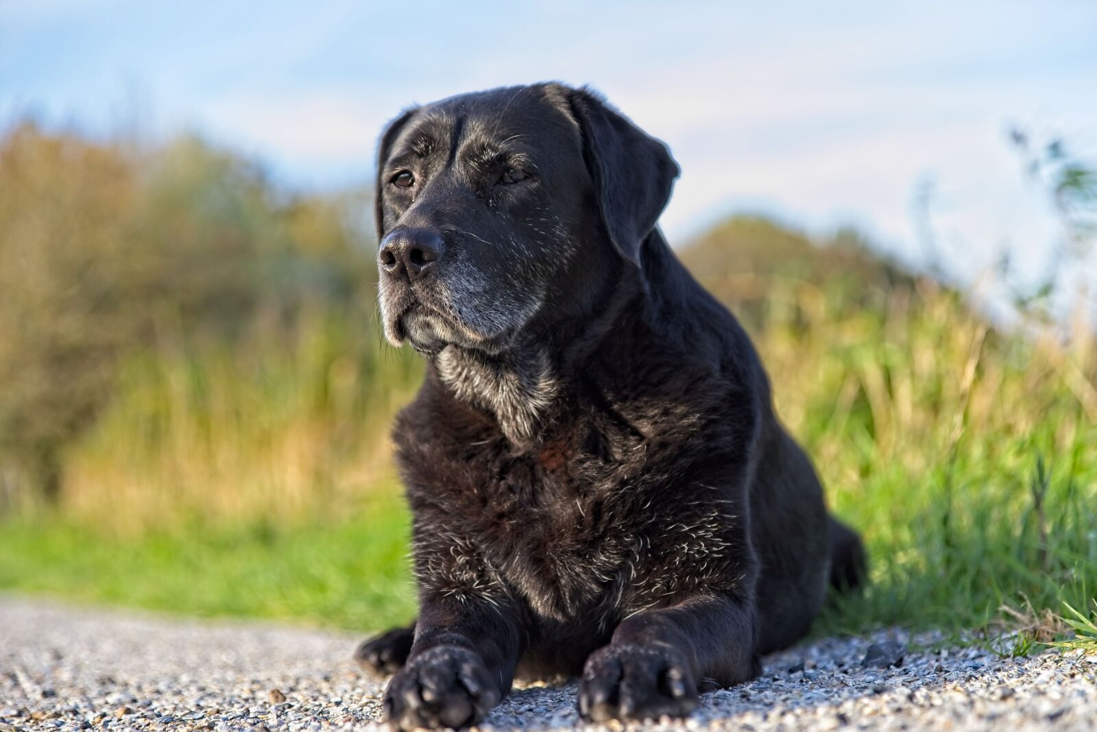Canon EOS 6D Mark II sample photo. Labrador, dog, black photography