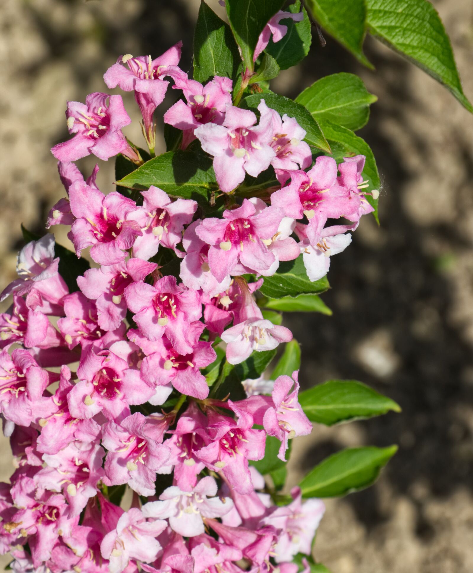 Canon EF-S 18-135mm F3.5-5.6 IS USM sample photo. Flower, blossom, bloom photography