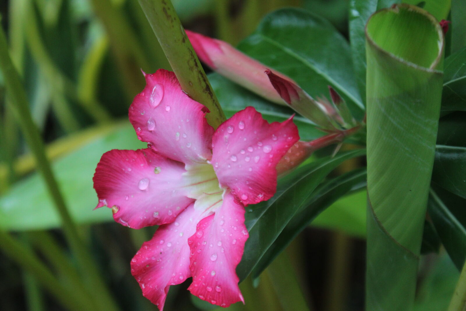 Canon EOS 1200D (EOS Rebel T5 / EOS Kiss X70 / EOS Hi) sample photo. Cwp, flower, green, indonesia photography