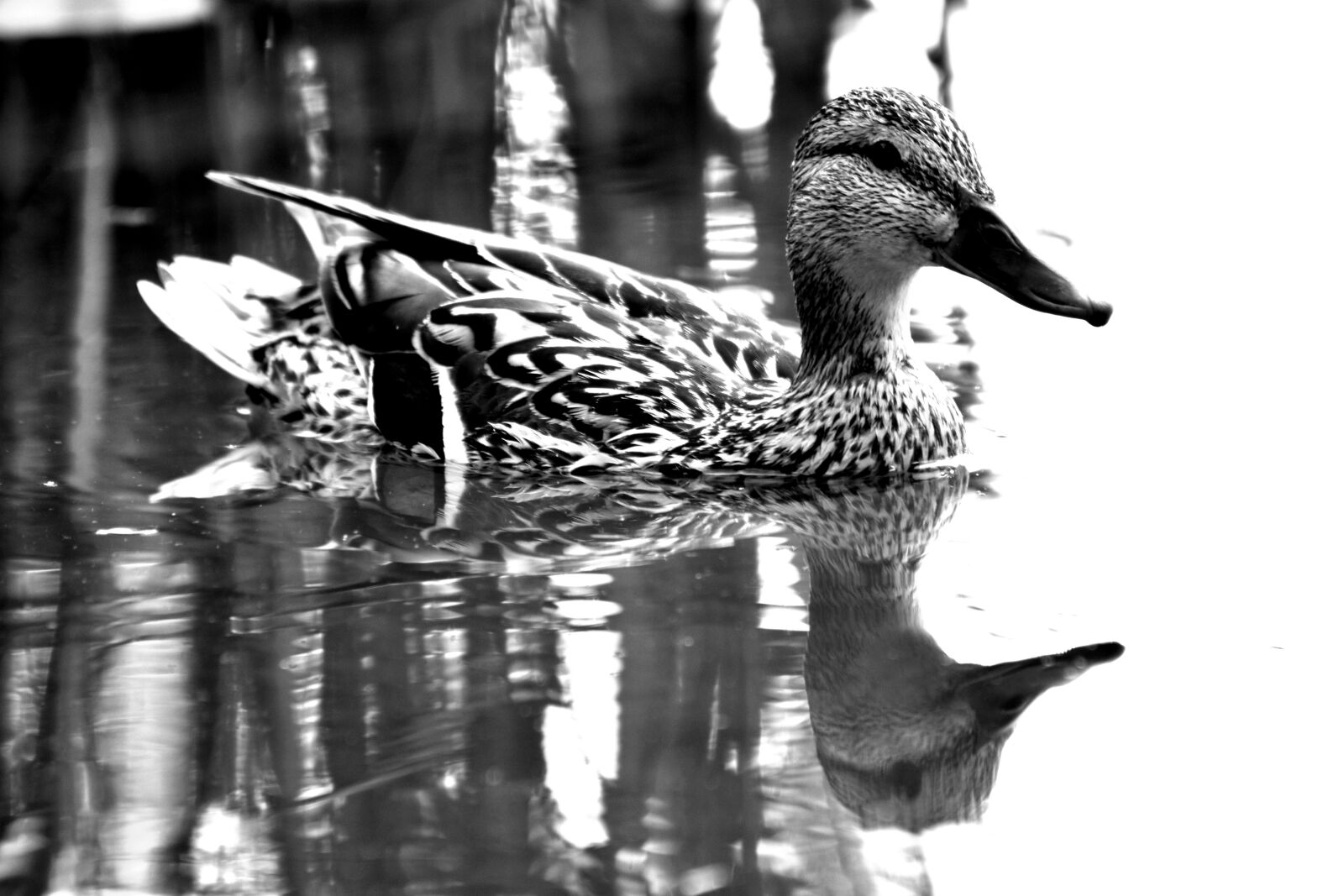 Nikon D3400 sample photo. Duck, mallard duck, water photography