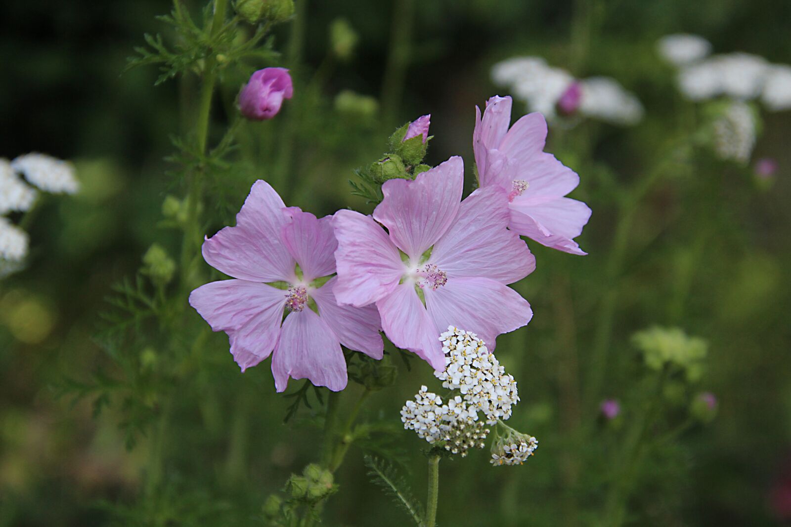 Canon EOS 700D (EOS Rebel T5i / EOS Kiss X7i) sample photo. Mallow, blossom, bloom photography