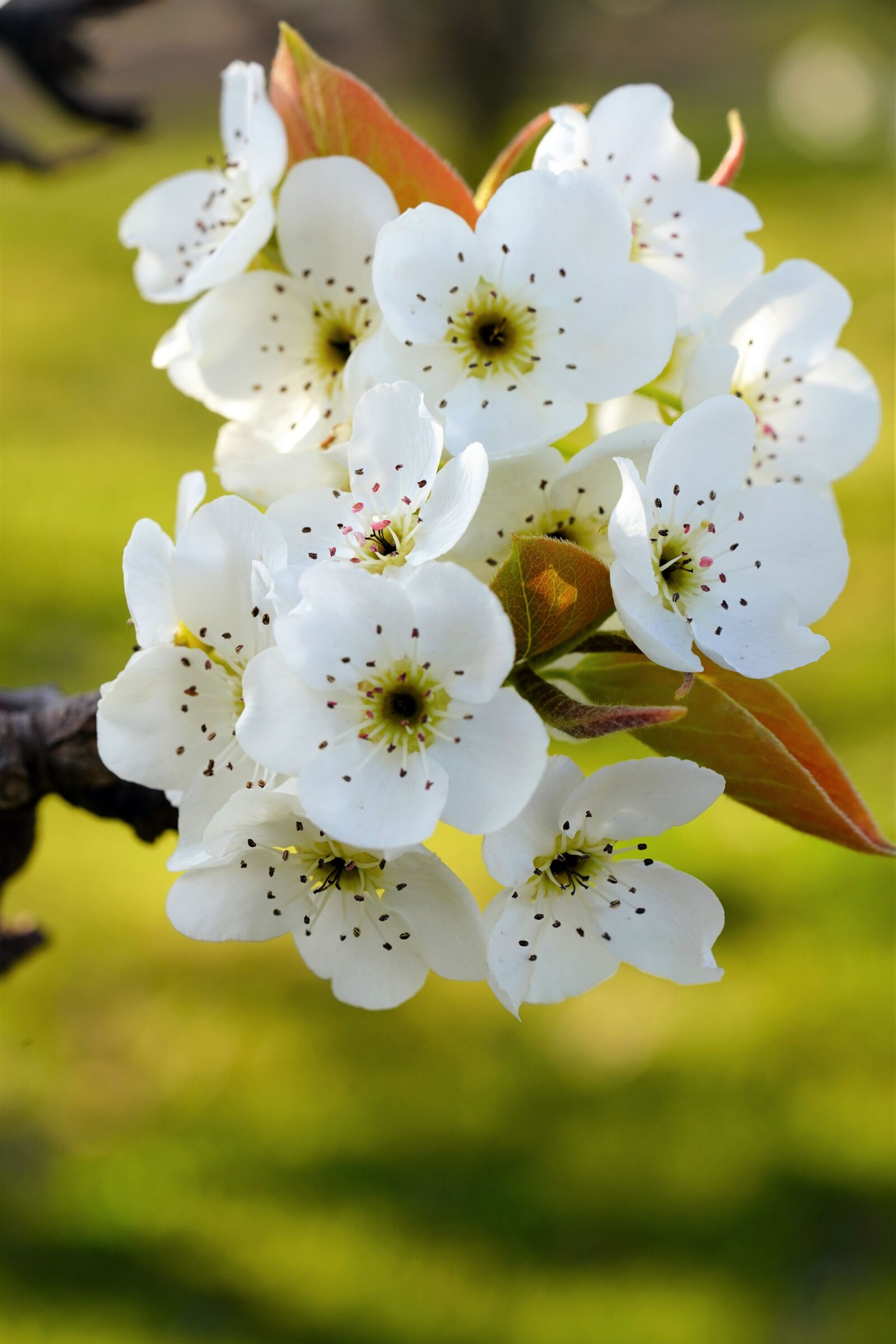 Sony a7R III + Sony FE 90mm F2.8 Macro G OSS sample photo. Pear flower, pear, fruit photography