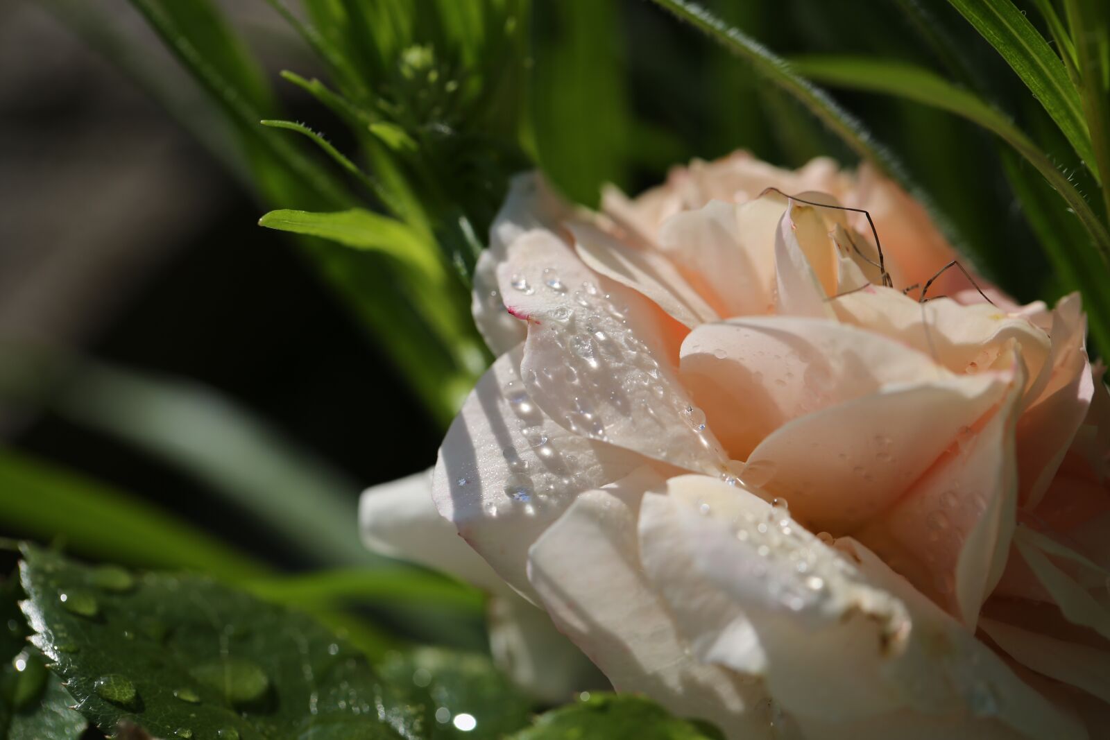 Canon EF 100mm F2.8L Macro IS USM sample photo. Rose, flower, love photography