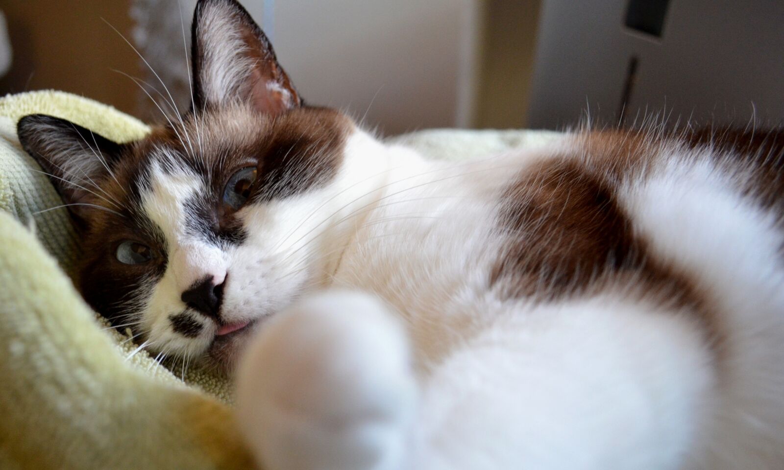Nikon D5100 sample photo. Cat, siamese, mix photography