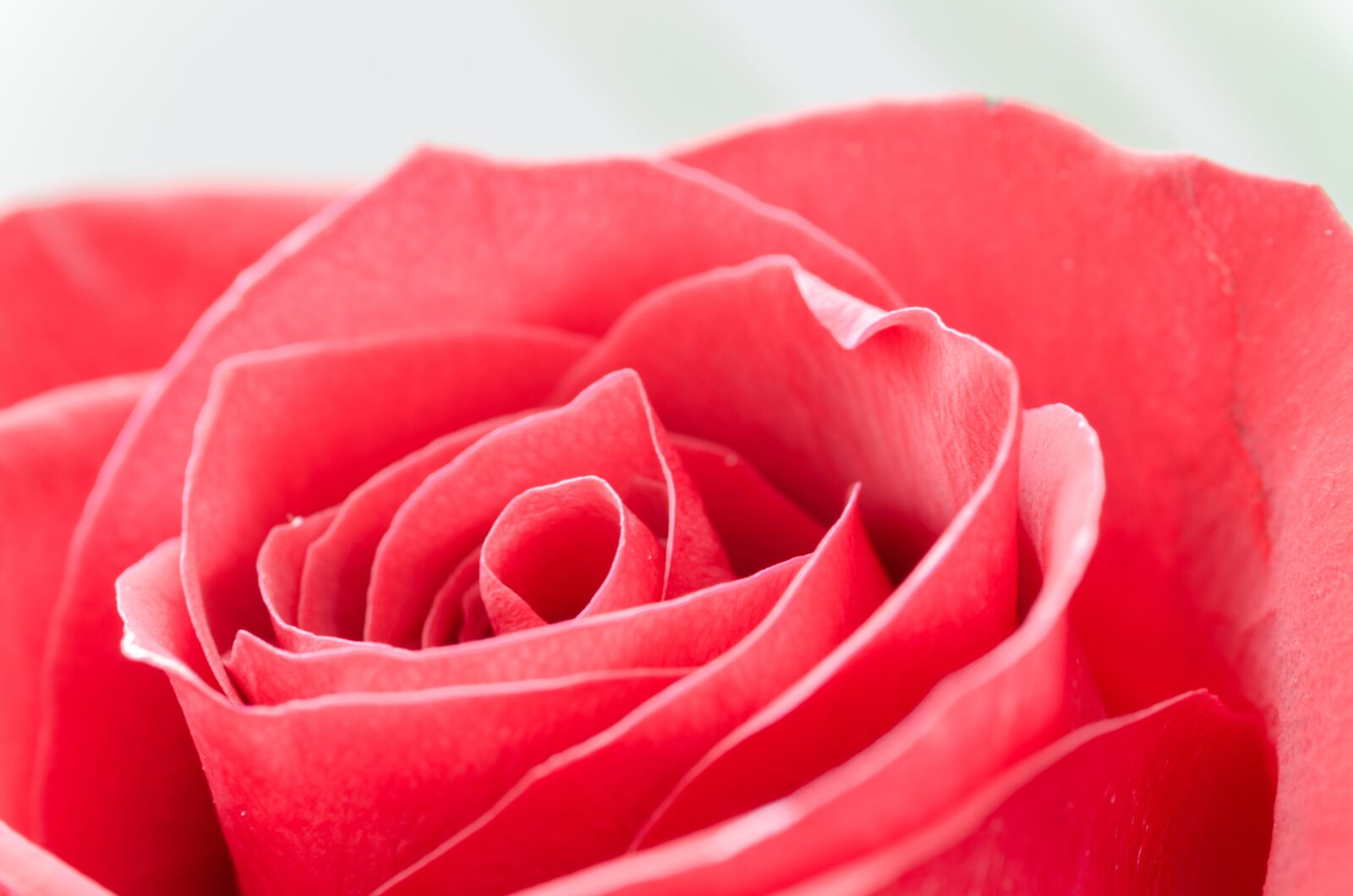 Nikon D5100 sample photo. Flower, rose, macro photography