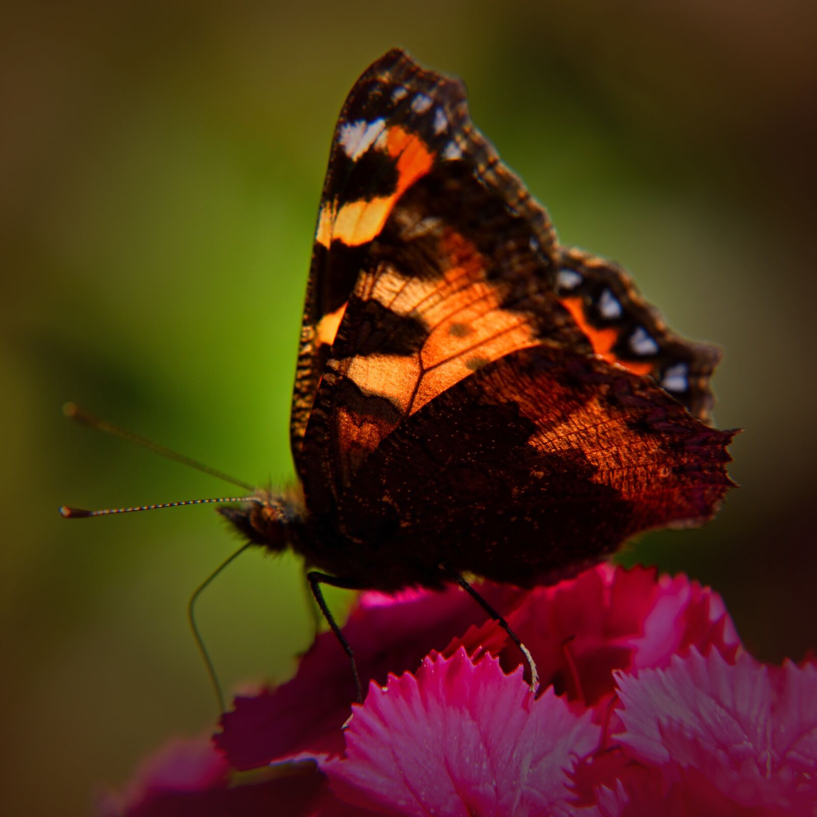 Nikon D5500 sample photo. Butterfly, blossom, bloom photography
