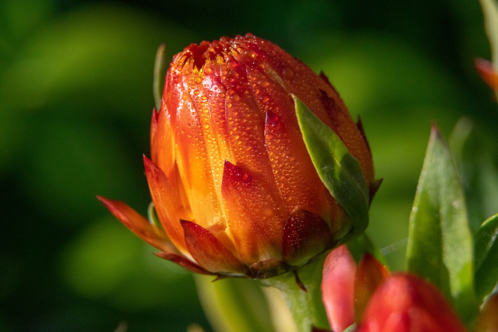 Nikon D3300 sample photo. Flower, dew, nature photography
