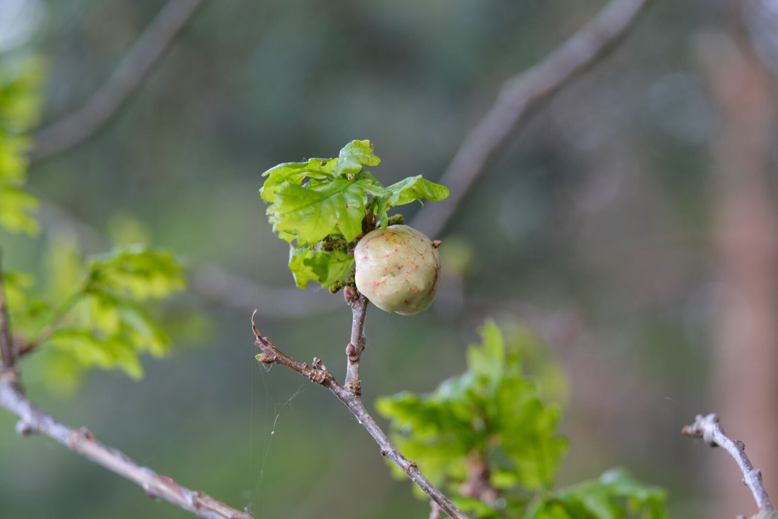 Fujifilm X-T30 sample photo. Galls, oak, infected photography